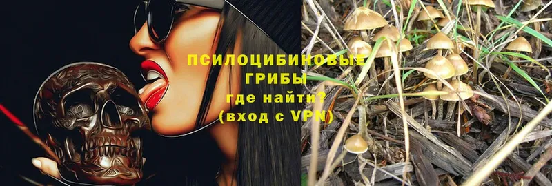 купить наркотик  Шарыпово  Псилоцибиновые грибы Psilocybe 